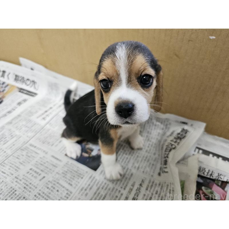 成約済の愛知県のビーグル-422754の4枚目