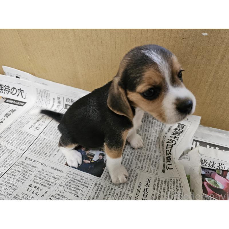 成約済の愛知県のビーグル-422754の3枚目