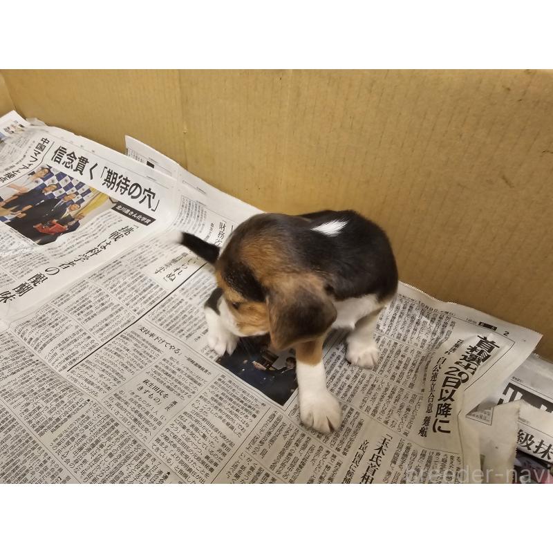 成約済の愛知県のビーグル-422754の2枚目