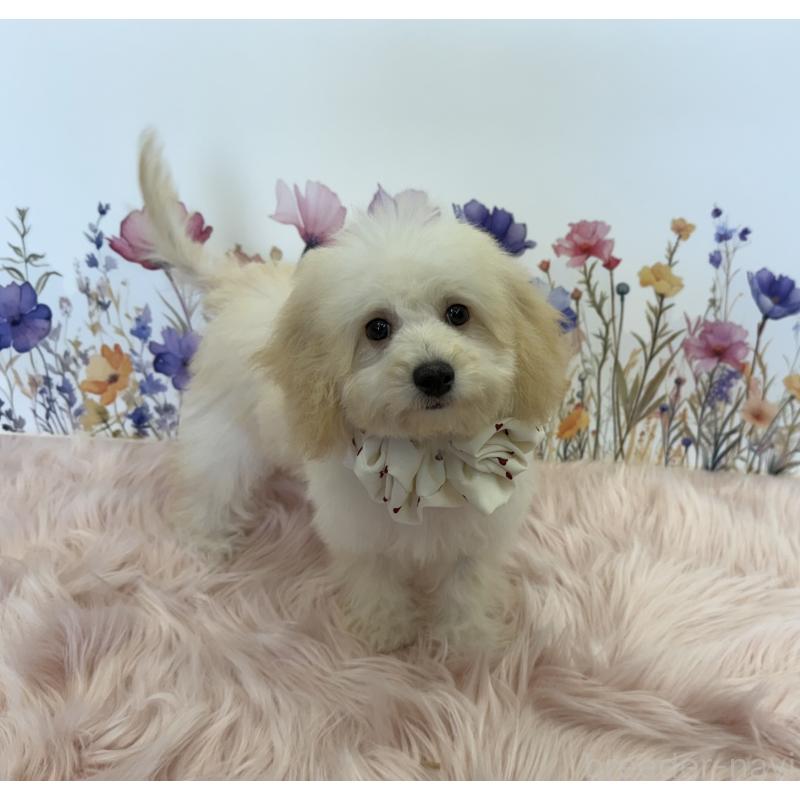 成約済の大阪府のビションプー:ビションフリーゼ×トイプードル-422333の4枚目