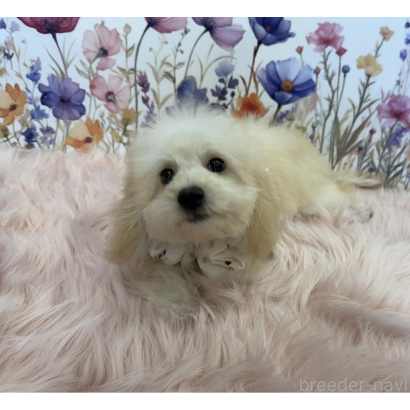 成約済の大阪府のビションプー:ビションフリーゼ×トイプードル-422333の3枚目