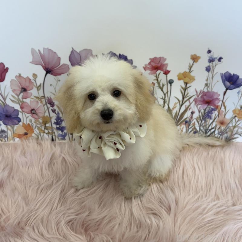 成約済の大阪府のビションプー:ビションフリーゼ×トイプードル-422333の2枚目