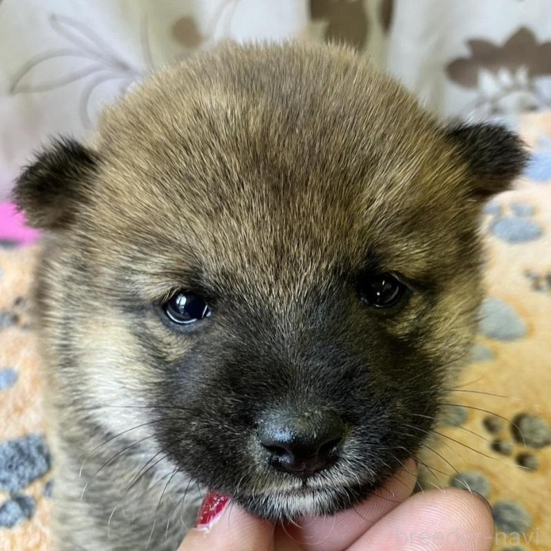 販売中の静岡県の豆柴-424223の6枚目