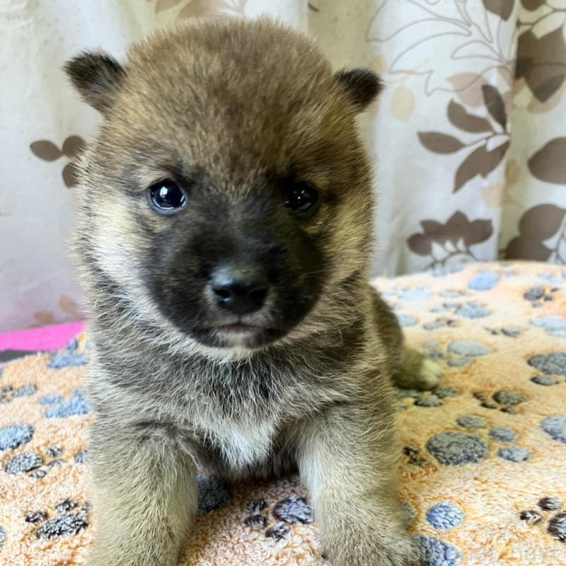 販売中の静岡県の豆柴-424223の3枚目