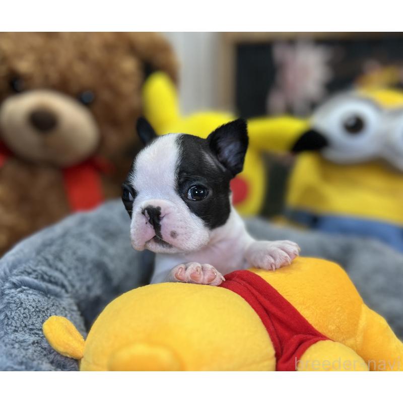 成約済の埼玉県のボストンテリア-418645の6枚目