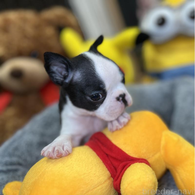 成約済の埼玉県のボストンテリア-418645の5枚目