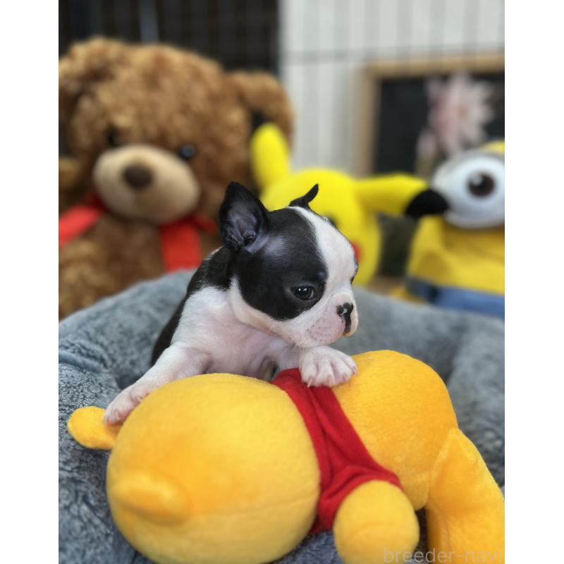 成約済の埼玉県のボストンテリア-418645の4枚目