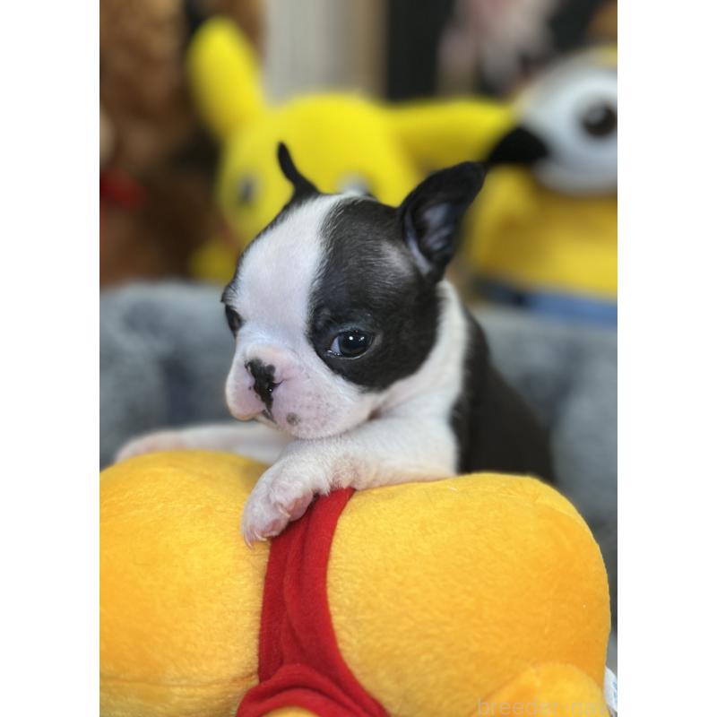 成約済の埼玉県のボストンテリア-418645の3枚目