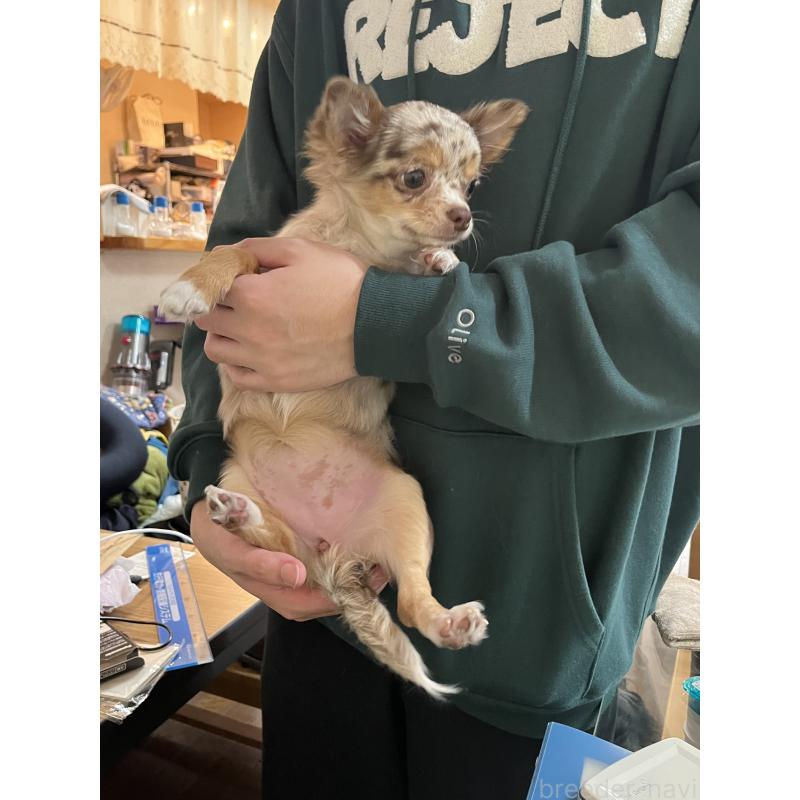 成約済の兵庫県のチワワ(ロングコート)-402583の4枚目