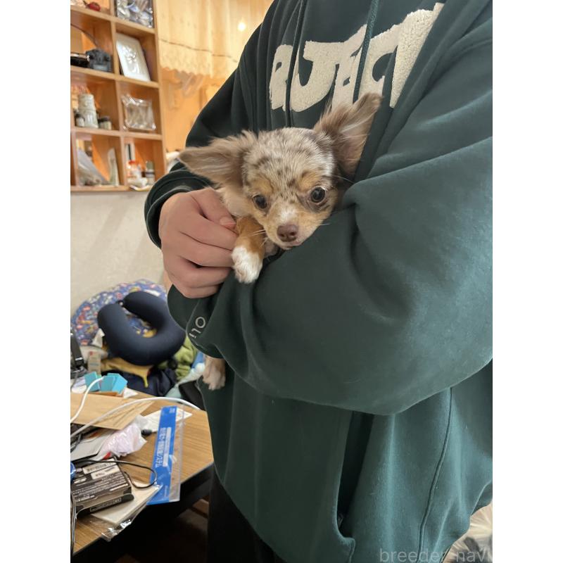 成約済の兵庫県のチワワ(ロングコート)-402583の1枚目