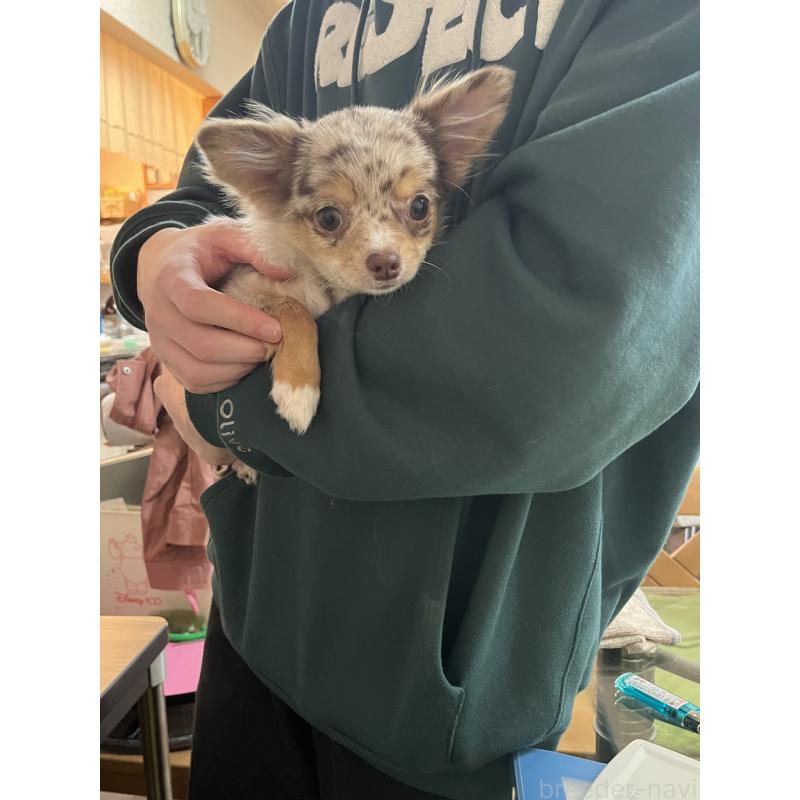 成約済の兵庫県のチワワ(ロングコート)-402583の2枚目