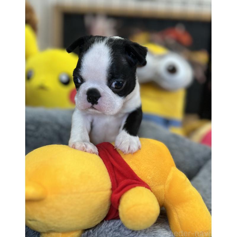 成約済の埼玉県のボストンテリア-420270の5枚目