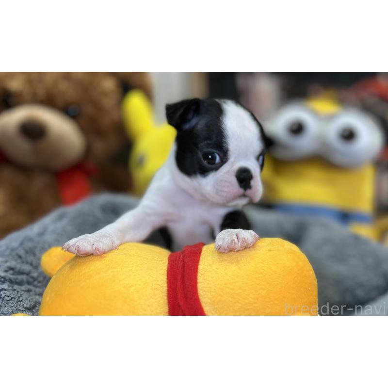 成約済の埼玉県のボストンテリア-420270の4枚目