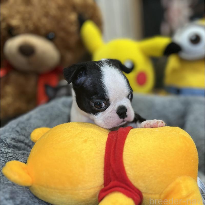 成約済の埼玉県のボストンテリア-420270の3枚目