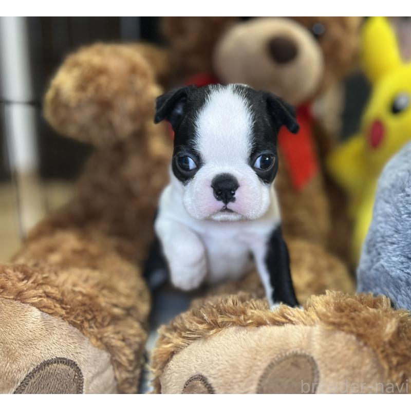 成約済の埼玉県のボストンテリア-420270の2枚目