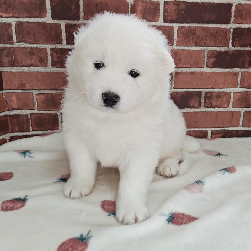 販売中の京都府のサモエド-424226