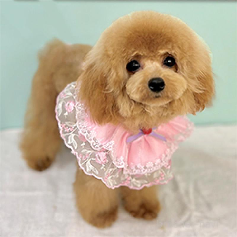 ざらめちゃん1枚目