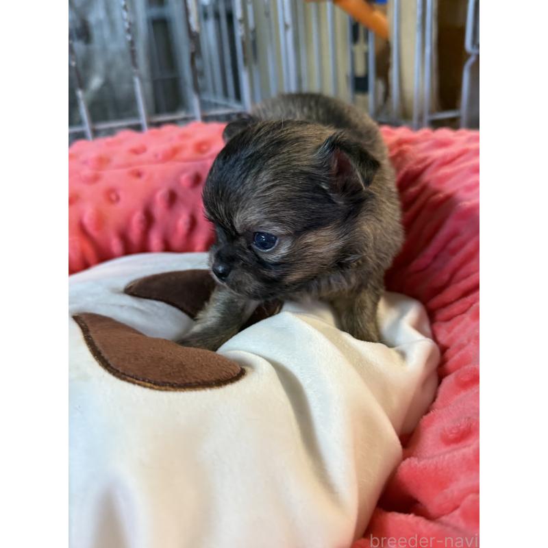 販売中の宮崎県のチワワ(ロングコート)-424233の12枚目