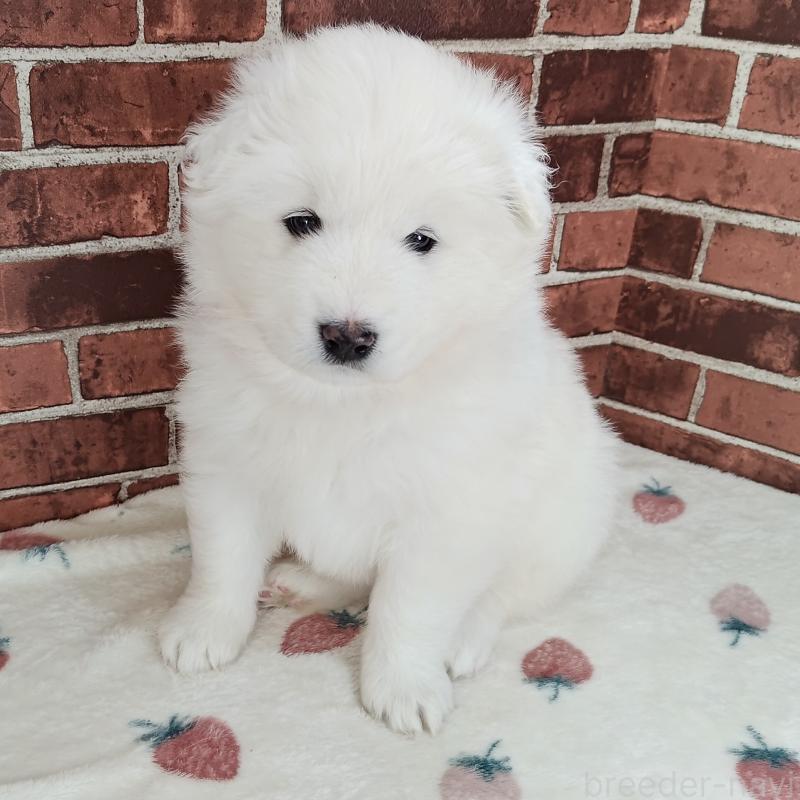 販売中の京都府のサモエド-424227の1枚目