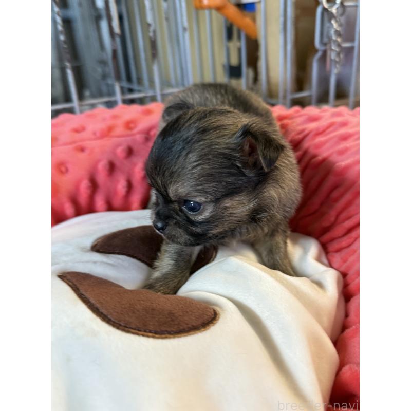 販売中の宮崎県のチワワ(ロングコート)-424233の10枚目