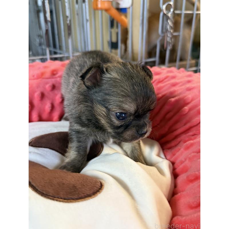 販売中の宮崎県のチワワ(ロングコート)-424233の9枚目