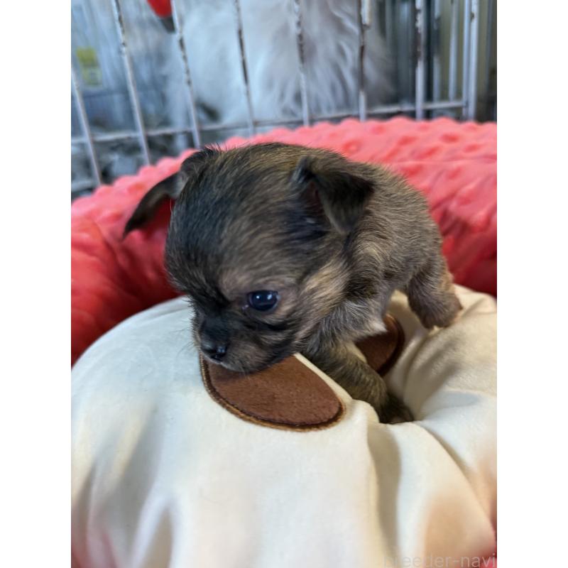 販売中の宮崎県のチワワ(ロングコート)-424233の8枚目