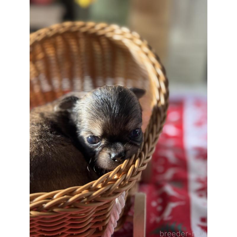 販売中の宮崎県のチワワ(ロングコート)-424233の7枚目