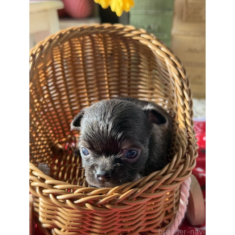 販売中の宮崎県のチワワ(ロングコート)-424233の6枚目