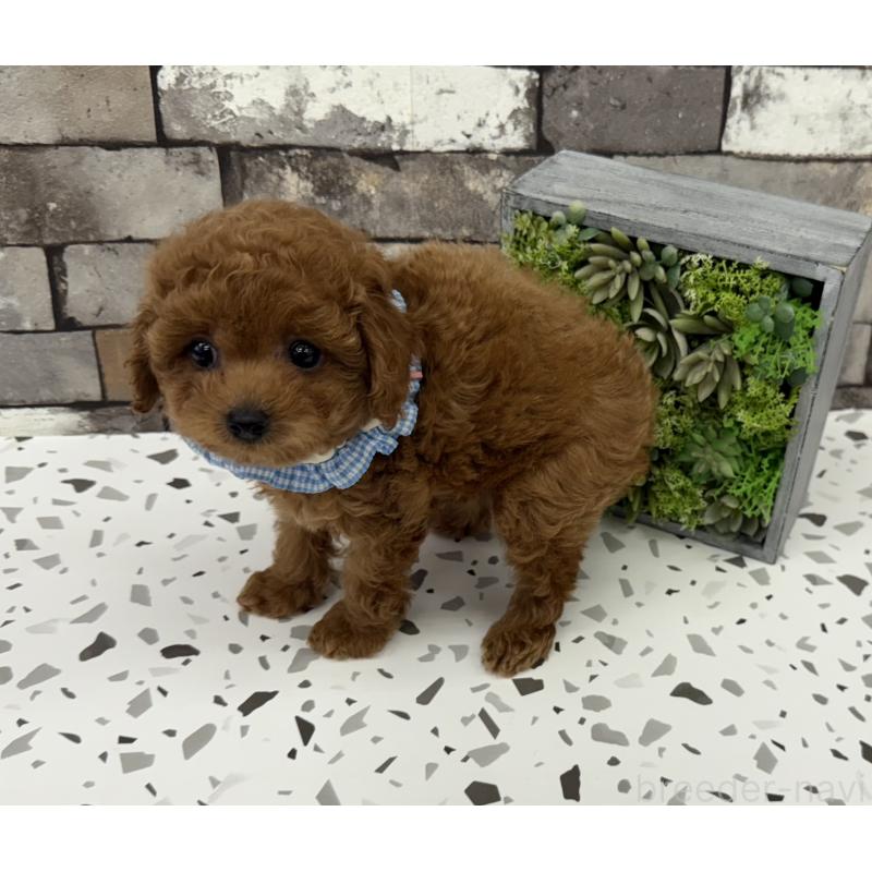 販売中の大阪府のタイニープードル-424231の4枚目