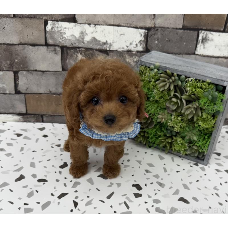 販売中の大阪府のタイニープードル-424231の3枚目