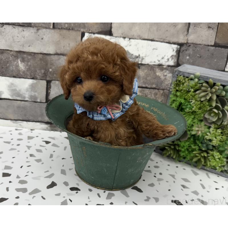 販売中の大阪府のタイニープードル-424231の2枚目