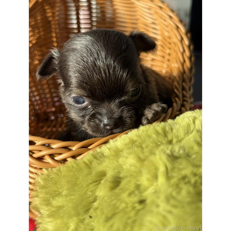 販売中の宮崎県のチワワ(ロングコート)-424233の5枚目