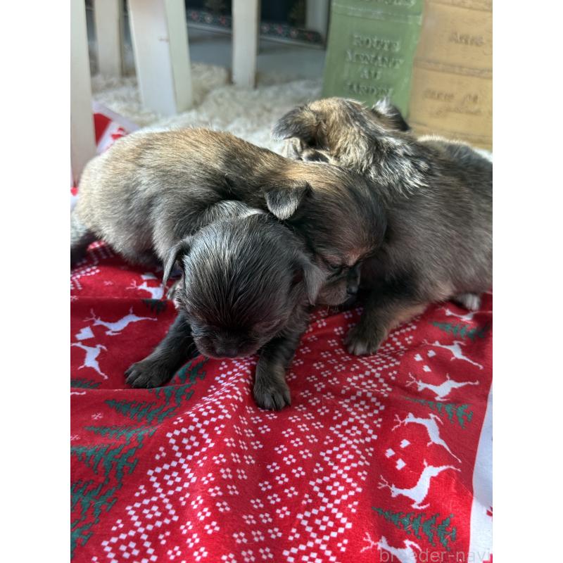 販売中の宮崎県のチワワ(ロングコート)-424233の4枚目