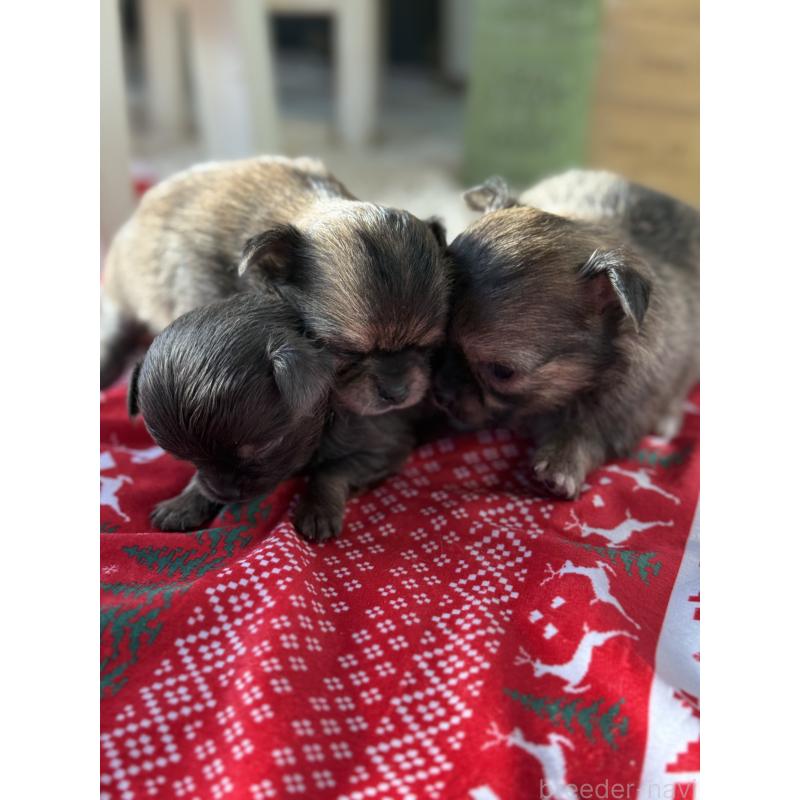 販売中の宮崎県のチワワ(ロングコート)-424233の3枚目