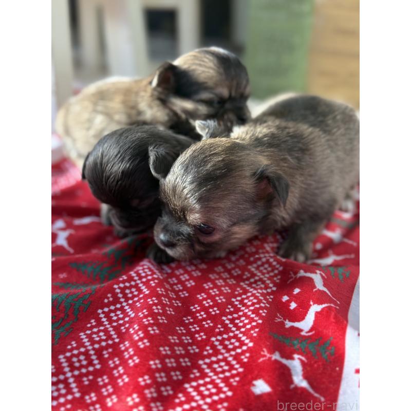 販売中の宮崎県のチワワ(ロングコート)-424233の2枚目