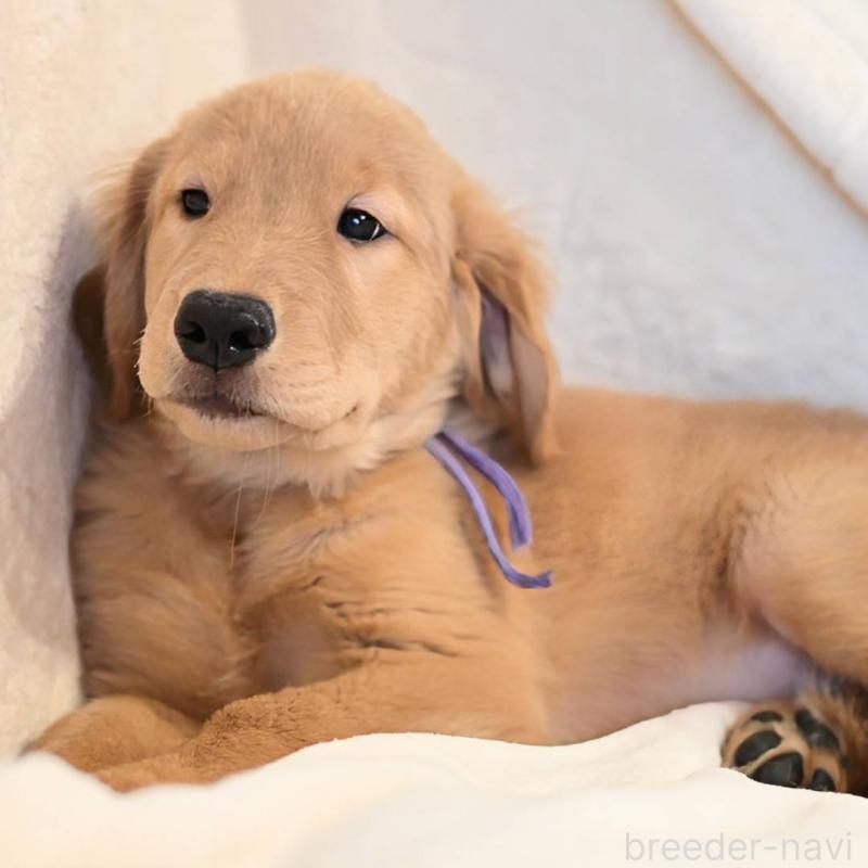 販売中の岡山県のゴールデンレトリーバー-410600