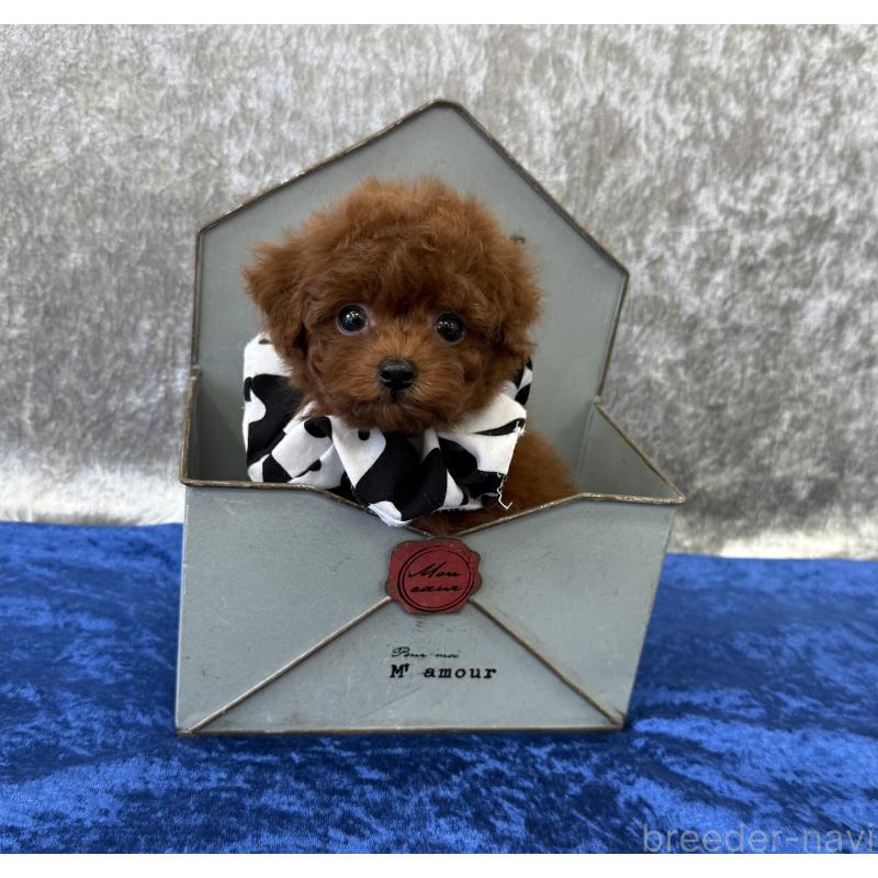 販売中の大阪府のティーカッププードル-424234の3枚目