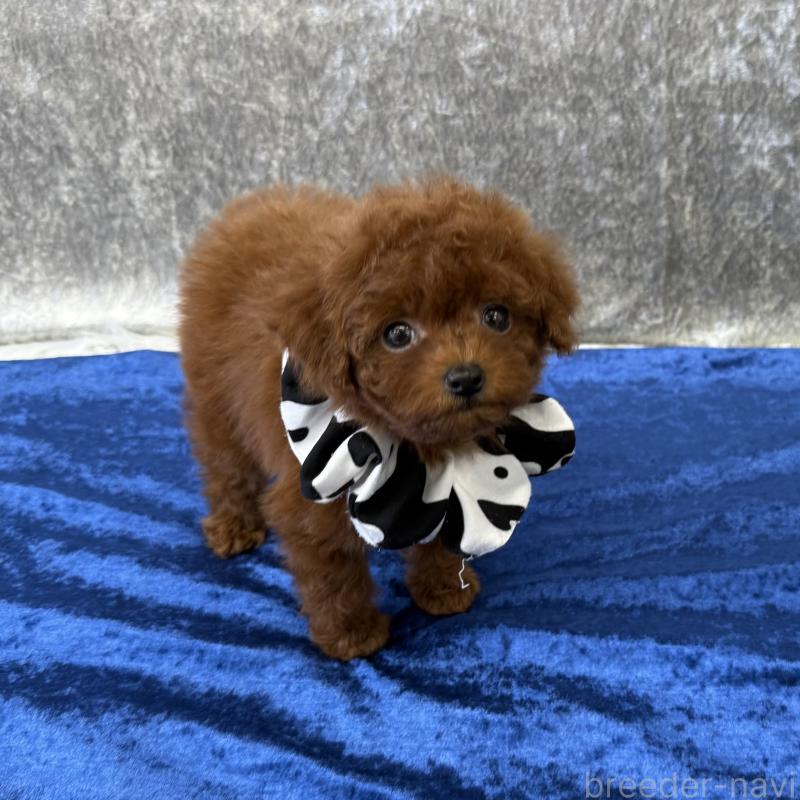 販売中の大阪府のティーカッププードル-424234の2枚目