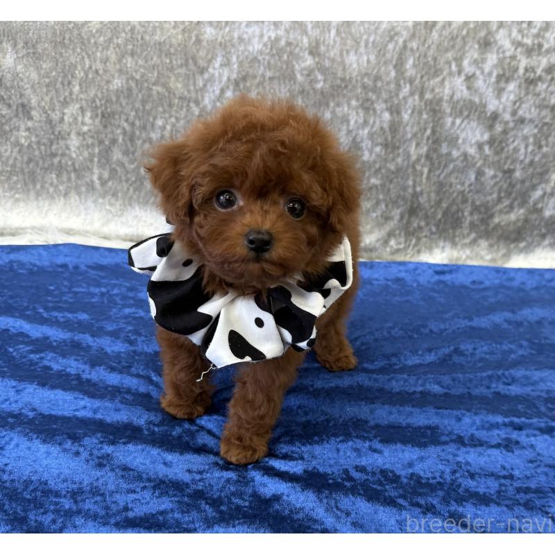 販売中の大阪府のティーカッププードル-424234