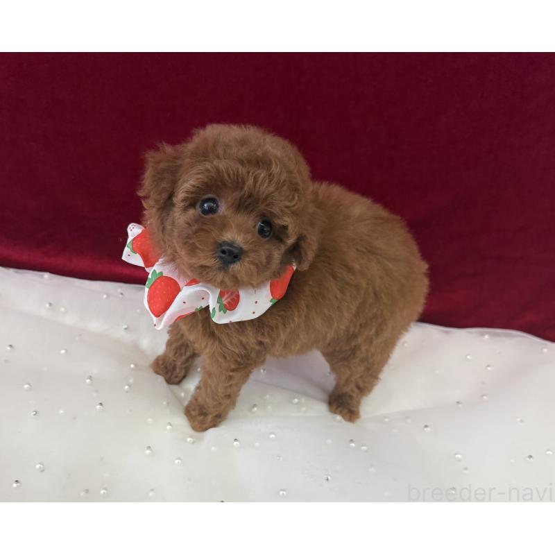 販売中の大阪府のティーカッププードル-424235の4枚目