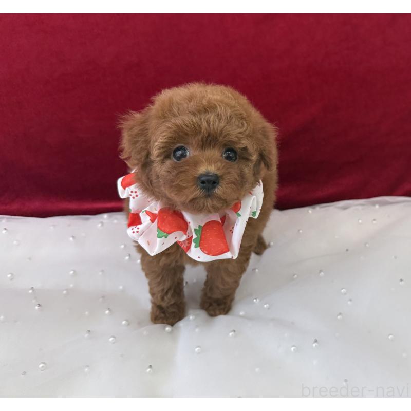 販売中の大阪府のティーカッププードル-424235の3枚目