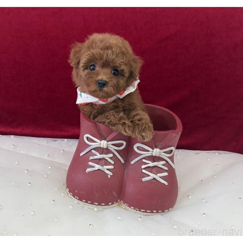 販売中の大阪府のティーカッププードル-424235の1枚目