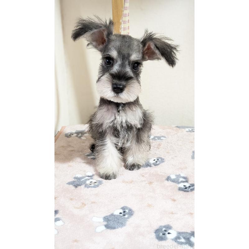 販売中の埼玉県のミニチュアシュナウザー-424237の3枚目