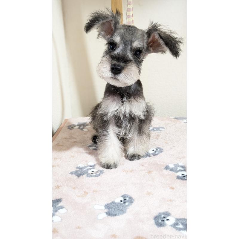 販売中の埼玉県のミニチュアシュナウザー-424237の2枚目