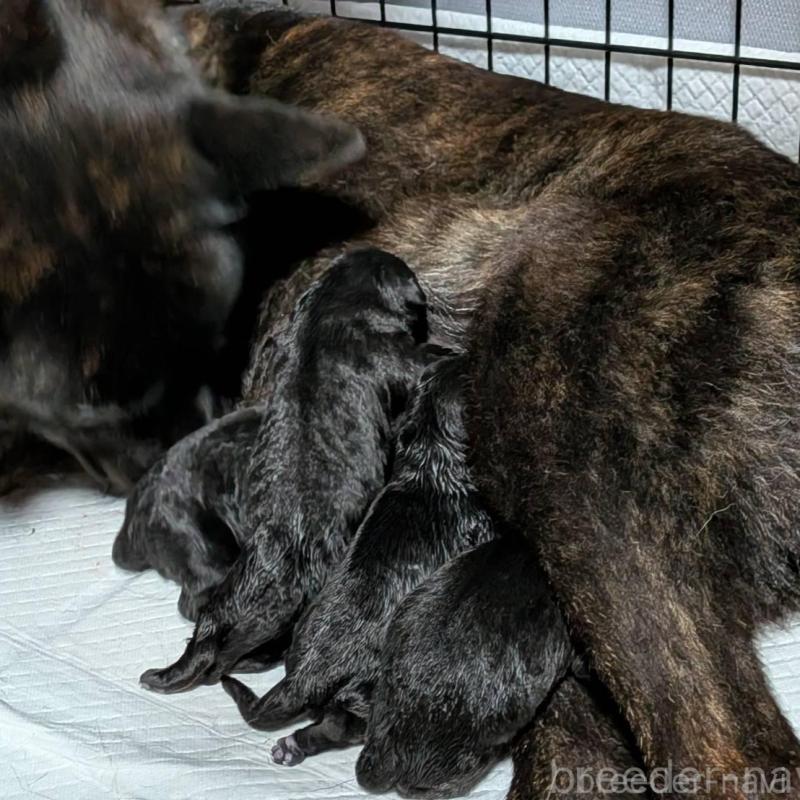 販売中の岡山県の甲斐犬-424238