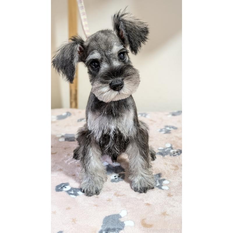 販売中の埼玉県のミニチュアシュナウザー-424239の3枚目