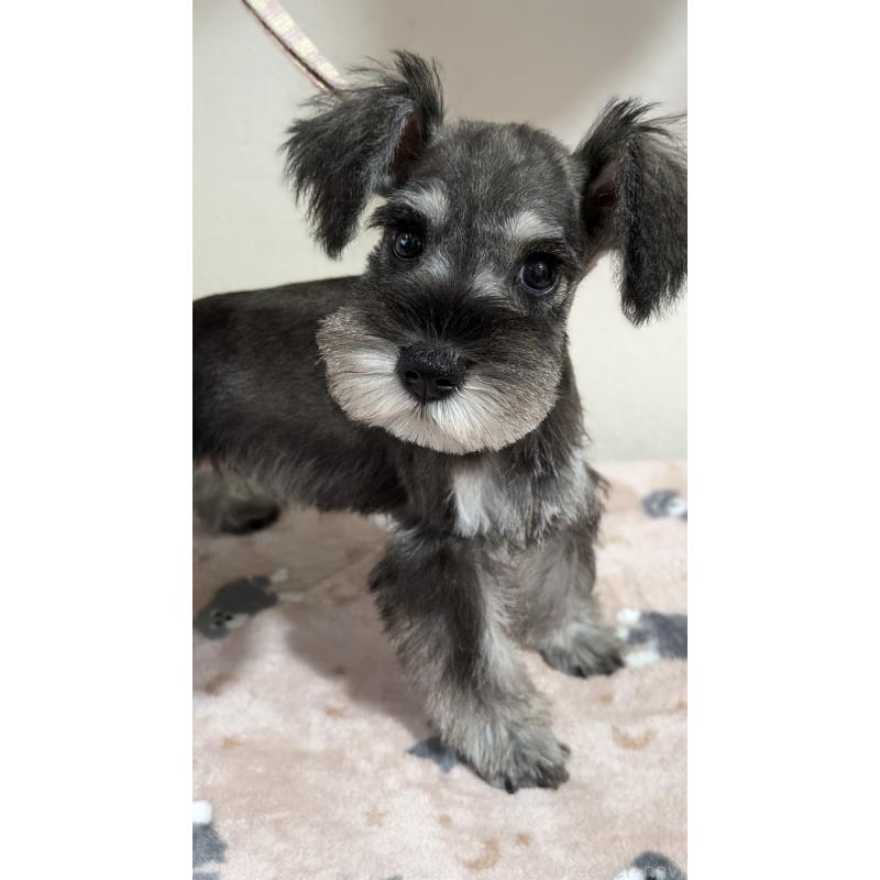 販売中の埼玉県のミニチュアシュナウザー-424239の2枚目