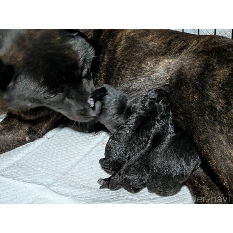 商談中の岡山県の甲斐犬-424240の4枚目