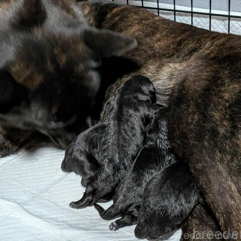 販売中の岡山県の甲斐犬-424240