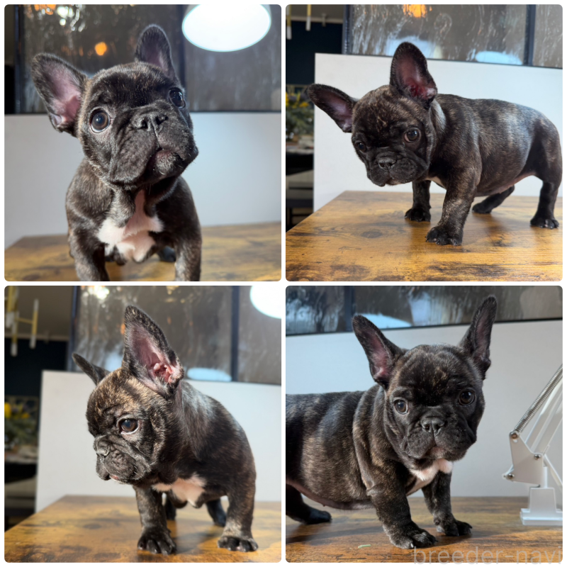 販売中の岡山県のフレンチブルドッグ-420608